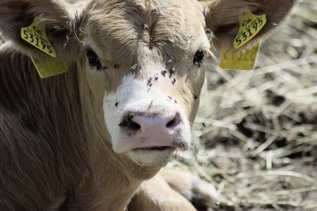 Liebevolle Aufzucht ...